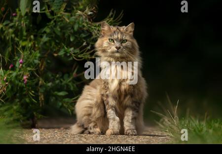Gros plan d'un chat domestique à poil long en plein air en été, au Royaume-Uni. Banque D'Images