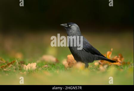 Gros plan d'un Jackdaw sur l'herbe à l'automne, au Royaume-Uni. Banque D'Images