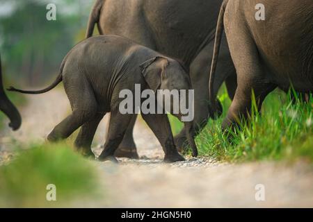 Un veau d'éléphant traversant un sentier avec un troupeau au parc national de Manas, Assam, Inde Banque D'Images