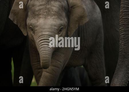 Gros plan d'un mollet éléphant avec un tronc courbé Banque D'Images