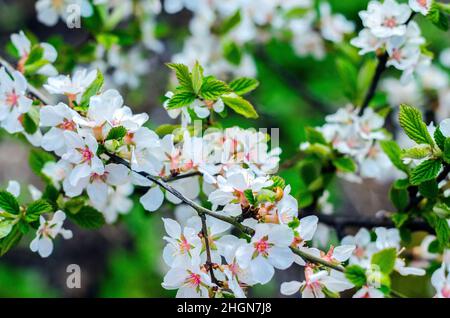 Cerisier chinois fleuri en gros plan blanc de printemps Banque D'Images