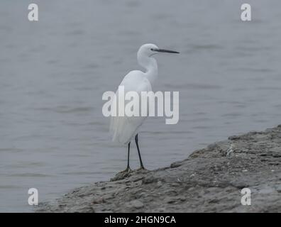 Grand aigrette dans le marais de Camargue, France Banque D'Images