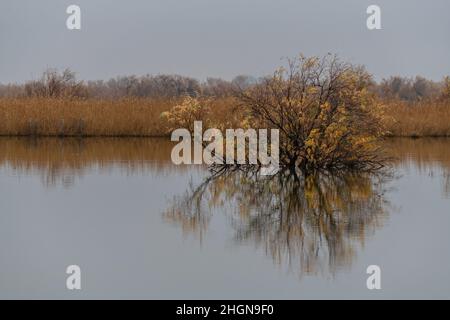 Paysage d'hiver à couper le souffle dans les Badlands de Camargue France Banque D'Images