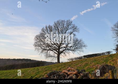 Champs d'herbe, vues, banque nuageuse, arbres isolés et couchers de soleil entre IDE Hill, Scordeaux Wood et Emmetts Garden, Kent, en hiver, par temps clair.Weald Banque D'Images