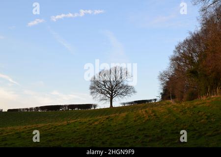 Champs d'herbe, vues, banque nuageuse, arbres isolés et couchers de soleil entre IDE Hill, Scordeaux Wood et Emmetts Garden, Kent, en hiver, par temps clair.Weald Banque D'Images