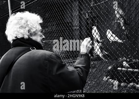 PARIS, FRANCE - le 29 JANVIER 2017 : une dame senior non identifiée qui nourrit des copains au jardin d'Acclimatation (parc d'attractions populaire situé à Bois de Boulog Banque D'Images