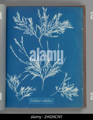 Gelidium rostratum ca.1853 Anna Atkins Britannique.Gelidium rostratum.Anna Atkins (Grande-Bretagne, 1799–1871). Env.1853. Cyanotype.Photographies Banque D'Images