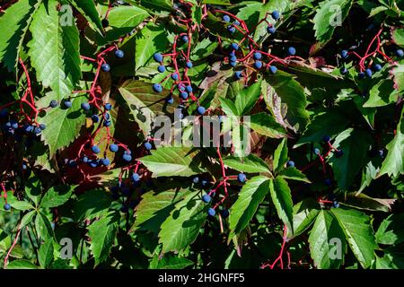 Arrière-plan avec beaucoup de grandes feuilles vertes et baies bleues de Parthenocissus quinquefolia plante, connue sous le nom de Virginia rampante, cinq feuilles de lierre ou cinq-nageoires Banque D'Images