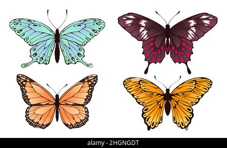 Collection de magnifiques papillons volant, ensemble d'insectes.Illustration du motif de l'aile volante de Vector insecte Illustration de Vecteur