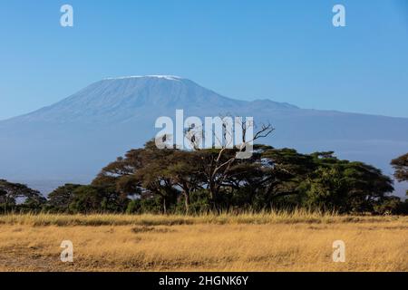 KENYA - 16 AOÛT 2018 : Mt Kilimanjaro dans le parc national d'Amboseli Banque D'Images