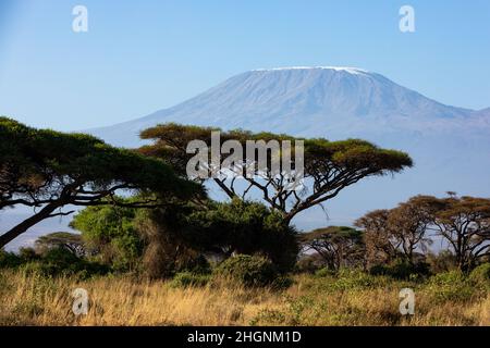 KENYA - 16 AOÛT 2018 : Mt Kilimanjaro dans le parc national d'Amboseli Banque D'Images