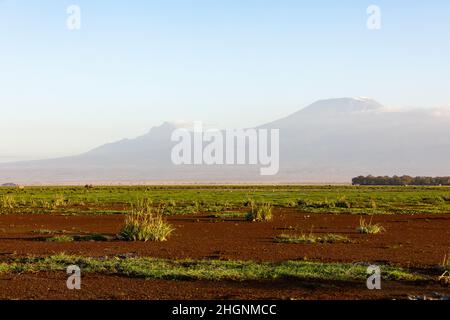 KENYA - 16 AOÛT 2018 : paysage du parc national d'Amboseli Banque D'Images