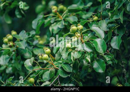 Fruits non mûrs de poire sauvage sur les branches d'arbre, feuilles vertes et toile d'araignée couvrant les fruits Banque D'Images