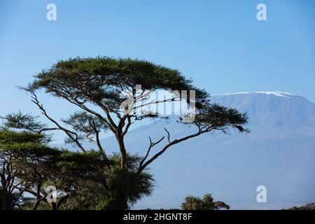 KENYA - 16 AOÛT 2018 : Mt Kilimanjaro dans le parc national d'Amboseli Banque D'Images