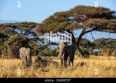 KENYA - 16 AOÛT 2018 : éléphants devant des acacia dans le parc national d'Amboseli Banque D'Images