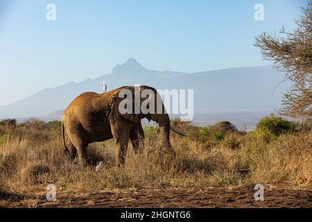 KENYA - 16 AOÛT 2018 : éléphant dans le parc national d'Amboseli Banque D'Images