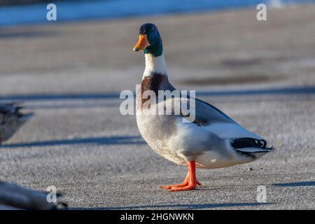 Le Canard colvert (Anas platyrhynchos).Magnifique canard sauvage aux couleurs atypiques - drake dans le port Banque D'Images