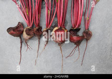 Betterave, variété Rhonda, rongé par des rongeurs (probablement des souris).Les produits du jardin sont détruits par les rongeurs.Marques de dents visibles. Banque D'Images