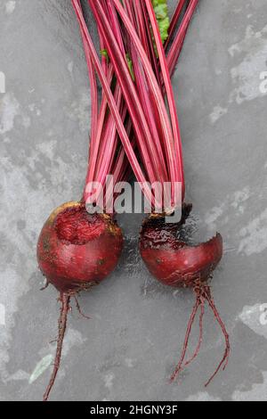 Betterave, variété Rhonda, rongé par des rongeurs (probablement des souris).Les produits du jardin sont détruits par les rongeurs.Marques de dents visibles. Banque D'Images