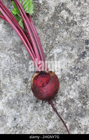 Betterave, variété Rhonda, rongé par des rongeurs (probablement des souris).Les produits du jardin sont détruits par les rongeurs.Marques de dents visibles. Banque D'Images