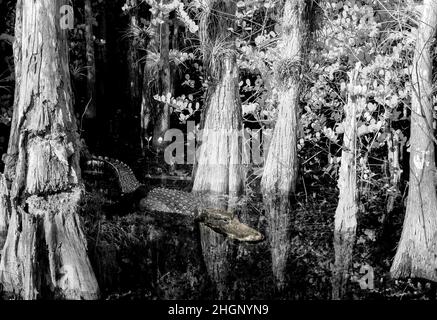 Iamge rouge infrarouge le long de Loop Road dans la réserve nationale de Big Cypress en Floride Etats-Unis Banque D'Images