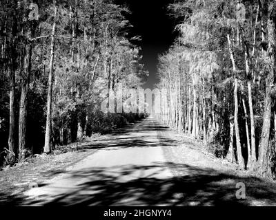 Iamge rouge infrarouge le long de Loop Road dans la réserve nationale de Big Cypress en Floride Etats-Unis Banque D'Images