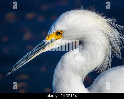Egret enneigé avec plumage reproducteur dans la rivière Myakka dans le parc national de la rivière Myakka à Sarasota, Floride, États-Unis Banque D'Images
