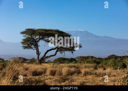 KENYA - 16 AOÛT 2018 : Mt Kilimanjaro dans le parc national d'Amboseli Banque D'Images