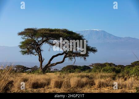 KENYA - 16 AOÛT 2018 : Mt Kilimanjaro dans le parc national d'Amboseli Banque D'Images