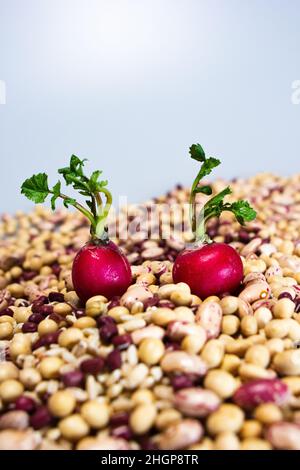 amour et nourriture végétalienne: deux radis rouges sur haricots pinto, orge perlé, soja, haricots azuki Banque D'Images