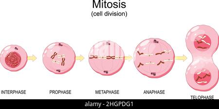 Mitose.Division cellulaire. Chromosomes dans un noyau cellulaire.Illustration vectorielle Illustration de Vecteur