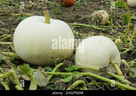 Cucurbita maxima 'Polar Bear' Grande variété de citrouilles poussant dans un timbre de citrouille.ROYAUME-UNI Banque D'Images