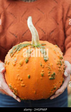 Femme tenant une citrouille fraîchement cueillie dans une ferme de citrouilles du Royaume-Uni avant les célébrations d'Halloween.Cucurbita pepo. Banque D'Images