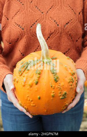 Femme tenant une citrouille fraîchement cueillie dans une ferme de citrouilles du Royaume-Uni avant les célébrations d'Halloween.Cucurbita pepo. Banque D'Images