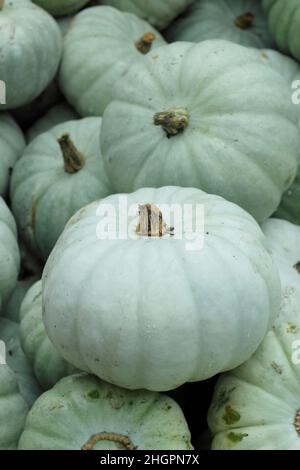 Courge d'hiver Cucurbita pep 'Crown Prince avec une peau grise et verte distinctive.ROYAUME-UNI Banque D'Images