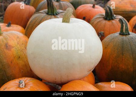 Cucurbita maxima 'Polar Bear' très grande variété de citrouilles.ROYAUME-UNI Banque D'Images