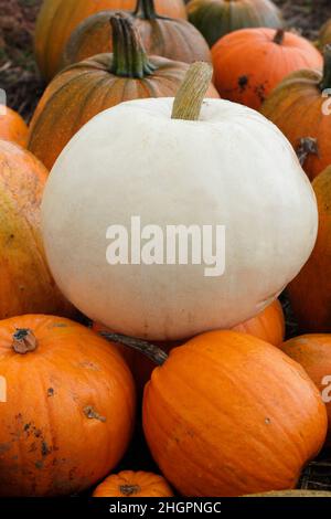 Cucurbita maxima 'Polar Bear' très grande variété de citrouilles.ROYAUME-UNI Banque D'Images