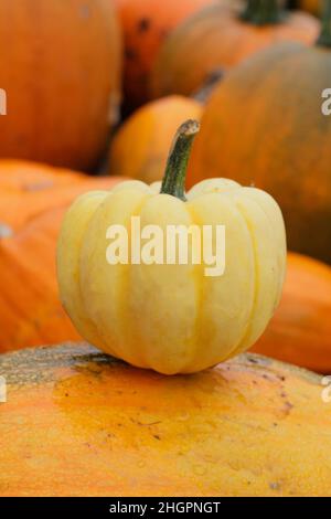 Courge d'hiver 'Fesitval' Cucurbita pepo.ROYAUME-UNI Banque D'Images