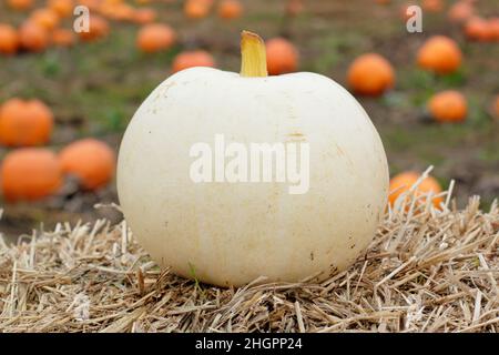 Cucurbita maxima 'Polar Bear' très grande variété de citrouilles.ROYAUME-UNI Banque D'Images