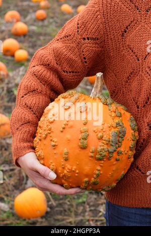 Femme tenant une citrouille fraîchement cueillie dans une ferme de citrouilles du Royaume-Uni avant les célébrations d'Halloween.Cucurbita pepo. Banque D'Images