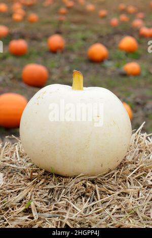 Cucurbita maxima 'Polar Bear' très grande variété de citrouilles.ROYAUME-UNI Banque D'Images