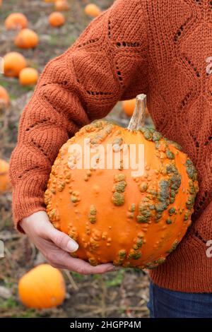 Femme tenant une citrouille fraîchement cueillie dans une ferme de citrouilles du Royaume-Uni avant les célébrations d'Halloween.Cucurbita pepo. Banque D'Images