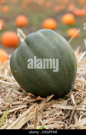 Courge d'Acorn.Courge d'hiver Cucurbita pepo var. Turbinata dans une ferme de citrouilles du Royaume-Uni. Banque D'Images