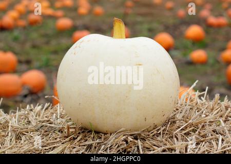 Cucurbita maxima 'Polar Bear' très grande variété de citrouilles.ROYAUME-UNI Banque D'Images