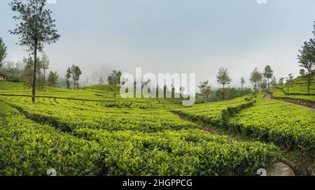 Vue panoramique sur l'agriculture de la ferme de thé vert plantation en pleine croissance au Sri Lanka.Photo de paysage d'une plantation de thé.Concept de voyage et d'agriculture. Banque D'Images