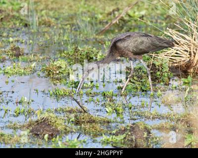 Ibis brillant (Plegadis falcinellus) un visiteur rare au Royaume-Uni qui se rend dans une piscine de marais, Catcott bas NNR, Somerset, Royaume-Uni, janvier 2022. Banque D'Images