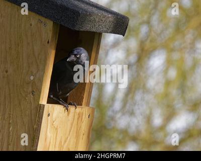 Jackdaw (Corvus monedula) piquant d'une boîte de nid sur un tronc d'arbre de Beech où il construit un nid, Wiltshire, Royaume-Uni, mars. Banque D'Images