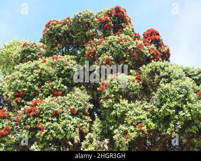 Fleurs rouges de Metrosideros excelsa, arbre de noël de Nouvelle-Zélande Banque D'Images