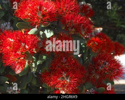 Fleurs rouges de Metrosideros excelsa, arbre de noël de Nouvelle-Zélande Banque D'Images
