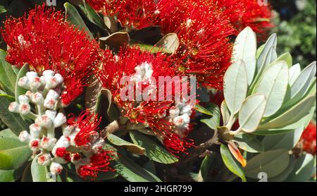 Fleurs rouges de Metrosideros excelsa, arbre de noël de Nouvelle-Zélande Banque D'Images